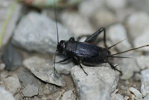Image result for Micro Small Cricket