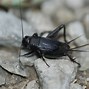 Image result for "field-cricket"