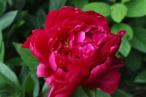 Image result for Paeonia lactiflora Karl Rosenfield