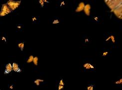 Image result for Free Butterfly Overlays for Photoshop
