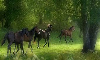 Image result for Winter Horse Screensavers