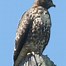 Image result for Buteo jamaicensis