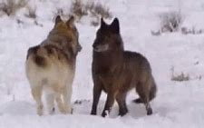Image result for Wolves Cuddling GIF