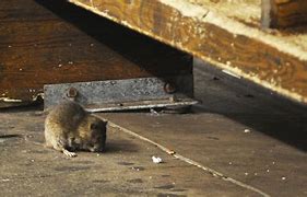 Image result for New York Rat with Timbs