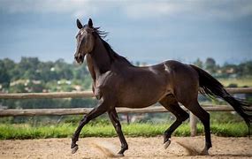 Image result for Horse Throughbred Running