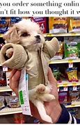 Image result for What Kind of Dog Is This Meme