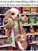 Image result for Funny Small Dog Memes