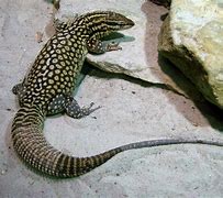 Image result for A Big Lizard