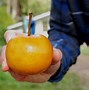 Image result for Asian Pear Fruit Tree