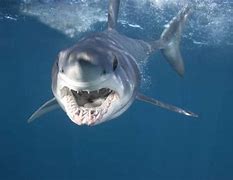 Image result for Sharks in the Mediterranean Sea