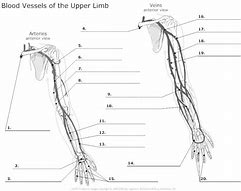 Image result for Arm Muscle Diagram Unlabeled