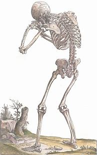 Image result for Vintage Anatomy Illustrations Skeletal