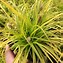 Image result for Carex oshimensis Everoro