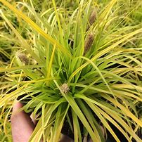 Image result for Carex oshimensis Everillo