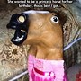 Image result for Relatable Funny Horse Memes