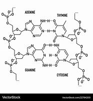 Image result for Chemical Structure of DNA