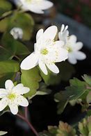 Image result for Anemonella thalictroides f. rosea