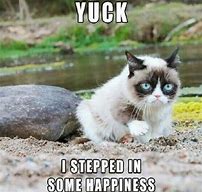 Image result for Grumpy Cat Memes Funny