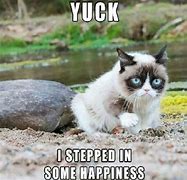 Image result for Grumpy Cat Meems Clean