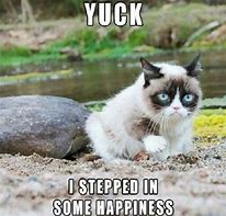 Image result for Grumpy Cat Memes Clean