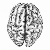 Image result for Vintage Brain Drawing