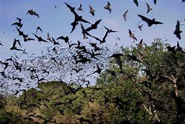 Image result for bats swarms caves