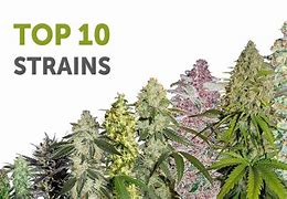 Image result for High THC Seeds