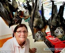 Image result for Funny Flying Foxes