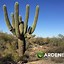 Image result for Cactus Type Plants