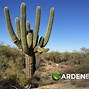 Image result for Saguaro Cactus Sahara Desert