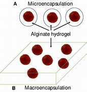 Image result for What Is Cell Encapsulation