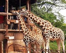 Image result for Giraffe Centre Kenya