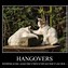 Image result for Hangover Meme South Africa