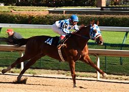 Image result for Secretariat Wallpaper 4K