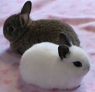 Image result for Pet Rabbit Animals Images