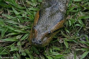 Image result for Biggest Green Anaconda