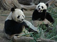 Image result for Zoo Mammals