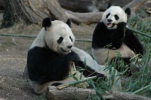 Image result for Zoo Anoimals