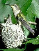 Image result for Orthorhyncus Trochilidae