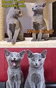 Image result for Russian Blue Memes