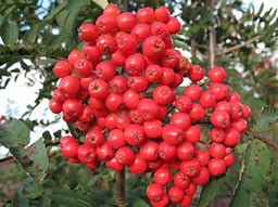 Image result for Sorbus aucuparia