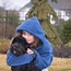 Image result for Labradoodle Full-Grown