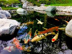 Image result for Japanese Pond