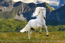 Image result for Desktop Wallpaper Running Horse
