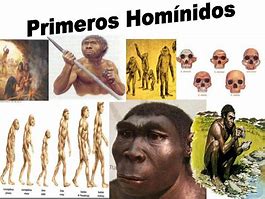 Image result for Caracteristicas De Los Hominidos