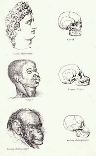 Image result for Biological Differences in Races