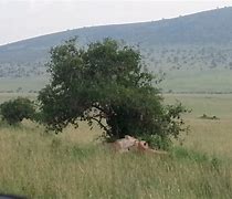 Image result for Kenya Africa 2