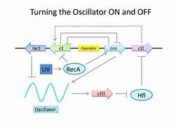 Image result for Oscillator Gene Circuit