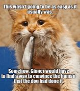 Image result for Ginger Cat Apology Meme