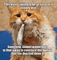 Image result for Ginger Cat with Blue Background Meme